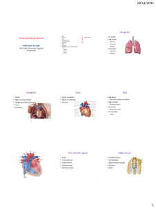 Toraks ve Kalp Anatomisi Akciğerler Akciğerler Kalp Kalp Ana