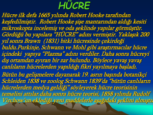 hucre-ve-organelleri3