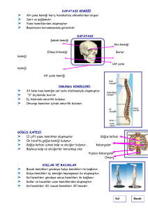 KAFATASI KEMİĞİ Alt çene kemiği hariç hareketsiz eklemlerden