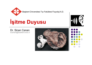 İşitme Duyusu