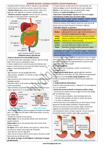 sindirim sistemi-2 insanda sindirim sistemi organları-1