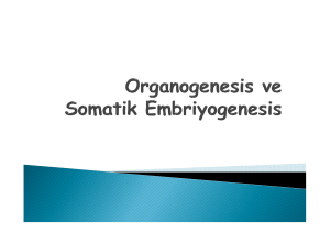 4.hafta. organogenesiz ve somatik embriyogenesis