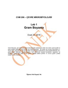 CVM 206 – ÇEVRE MİKROBİYOLOJİSİ Lab 1 Gram Boyama