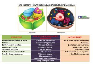 bitki hücresi ve hayvan hücresi arasındaki benzerlik