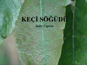 Salix caprea - Plant Media