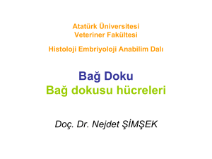 Bağ Dokunun Hücreleri - Atatürk Üniversitesi