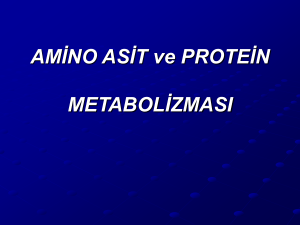 amino asitlerin metabolizması