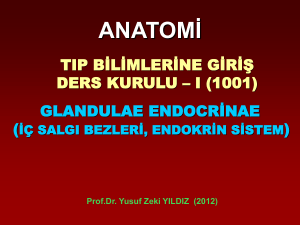 1001-Anatomi-Endokrin-DersPPT-23-10