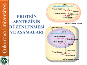 Protein Sentezinin Düzenlenmesi