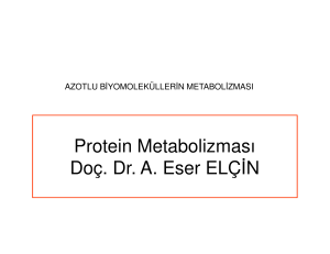 Protein Metabolizması Doç. Dr. A. Eser ELÇİN