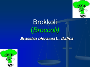 Brokoli Yetiştiriciliği