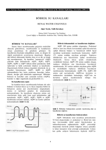böbrek su kanalları - Türk Nefroloji Diyaliz ve Transplantasyon Dergisi
