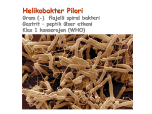 (WHO) Helikobakter Pilori (HP)