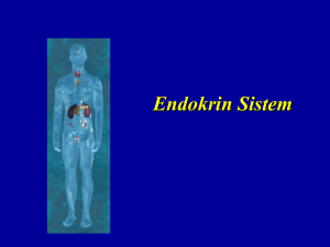 Endokrin Sistem Endokrin Sistem