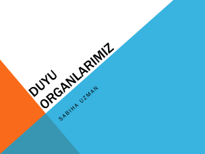 Duyu Organlar*m*z - E-Portfolio of Sabiha Uzman