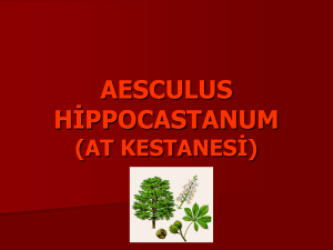 aesculus hippocastanum (at kestanesi)