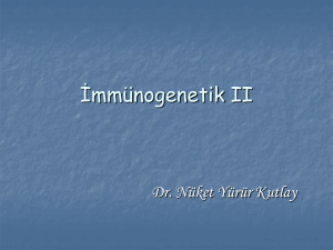 İmmünogenetik II
