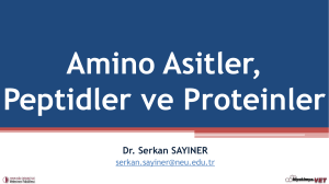Amino Asitler, Peptidler ve Proteinler