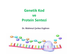 Genetik Kod ve Protein Sentezi