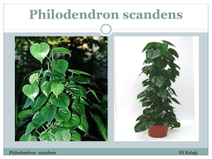 Caladium sp. Philodendron scandens