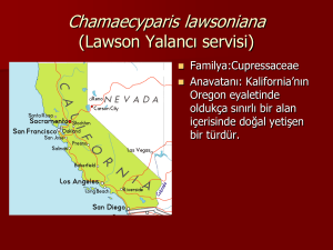 Chamaecyparis lawsoniana Chamaecyparis