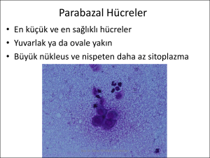 Parabazal Hücreler - Doç. Dr. Oktay YILMAZ