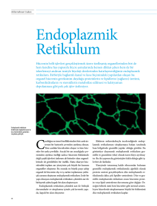 Endoplazmik Retikulum