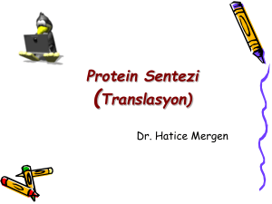 Translasyon (Protein Sentezi) Protein Sentezinin Regulasyonu