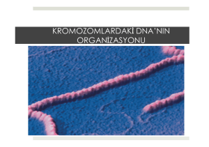12. Kromozomlardaki DNA`nın Organizasyonu.pptx