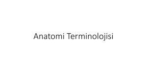 Anatomi Terminolojisi