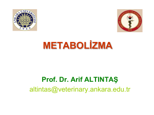 Metabolizma-Metabolik Hiyerarşi Kaynak
