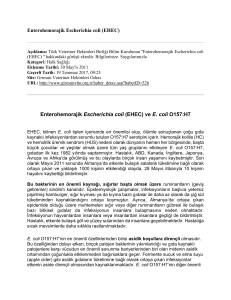 Enterohemorajik Escherichia coli (EHEC)