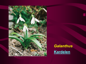Galanthus Kardelen