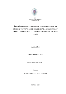 iskemi - reperfüzyon hasarı oluşturulan sıçan böbrek, testis ve kalp