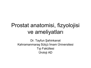 Prostat anatomisi, fizyolojisi ve ameliyatları