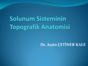 Solunum Sisteminin Topografik Anatomisi 2013-2014