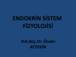 endokrin sistem fizyolojisi - E