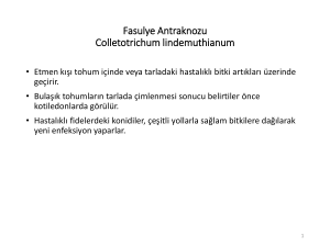 Fasulye Antraknozu Colletotrichum lindemuthianum