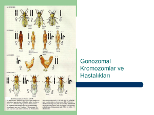 Gonozomal Kromozomlar ve Hastalıkları