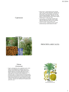 Cyperaceae PRINCIPES (ARECALES)