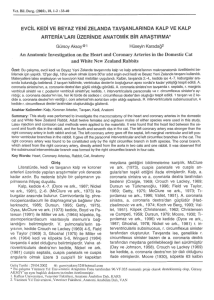 An Anatomic Investigation on the Heart and Coronary Arteries in the