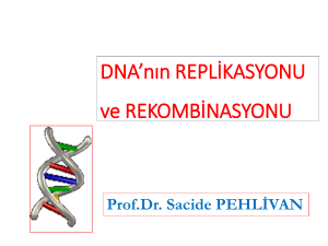 DNA`nın REPLİKASYONU ve REKOMBİNASYONU