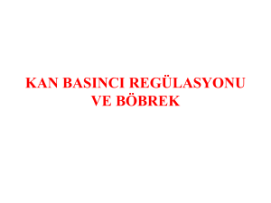 kan basıncı regülasyonu ve böbrek