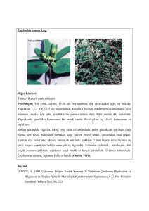 Euphorbia nutans Lag. Diğer İsimleri: Türkçe: Benekli yatık sütleğen