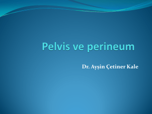 Pelvis ve perineum