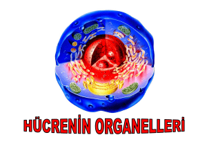 19056_Hücrenin Organelleri