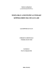izofloran anestezisi altındaki köpeklerde ekg bulguları