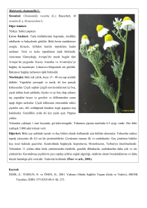 Matricaria chamomilla L. Sinonimi: Chomomilla recutita (L