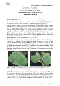 ÇİLEKTE ANTRAKNOZ Colletotrichum fragariae A. N. Brooks, C