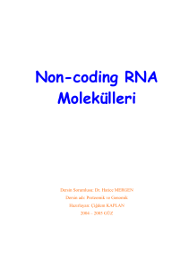 Non-coding RNA Molekülleri